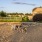 Dog Park